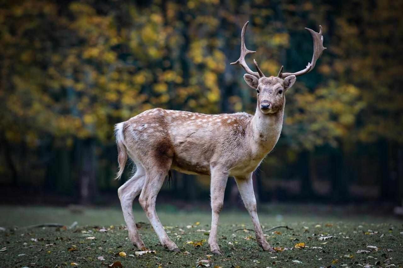Casa Rural La Carrozal Senda Del Oso Orelleiru Dış mekan fotoğraf