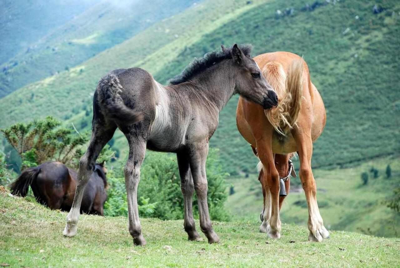 Casa Rural La Carrozal Senda Del Oso Orelleiru Dış mekan fotoğraf